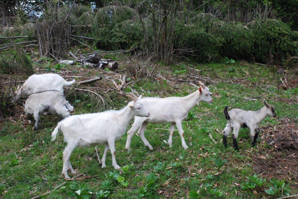 Farm Stay Dolinar Krainer Bohinjska Bela Rom bilde